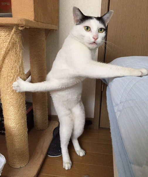 кот в замешательстве